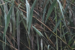 Acrocephalus bistrigiceps