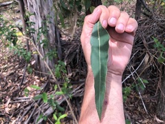 Angophora floribunda