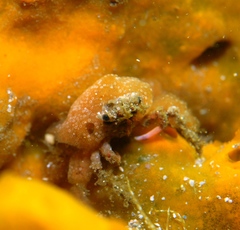 Schizophrys rufescens