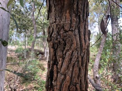 Angophora floribunda