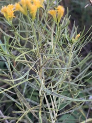 Euthamia gymnospermoides