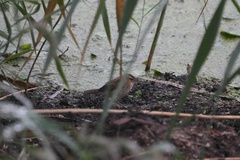 Acrocephalus bistrigiceps