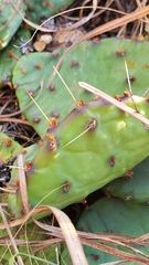 Opuntia macrorhiza