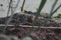 Acrocephalus bistrigiceps