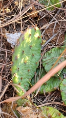 Opuntia macrorhiza