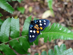 Exsula dentatrix albomaculata