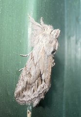 Pleromelloida cinerea