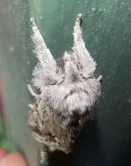 Pleromelloida cinerea