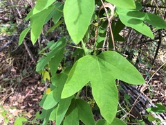 Passiflora subpeltata
