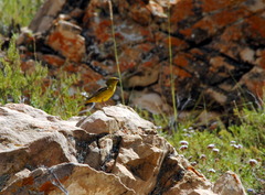 Sicalis olivascens