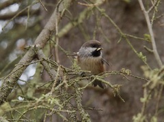 Poecile hudsonicus