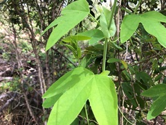 Passiflora subpeltata