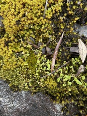 Hydrocotyle scutellifera