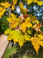 Acer nigrum