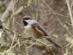 Poecile hudsonicus