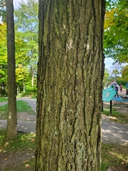Acer nigrum