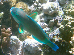 Chlorurus spilurus