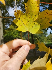 Acer nigrum