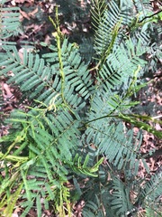 Acacia loroloba