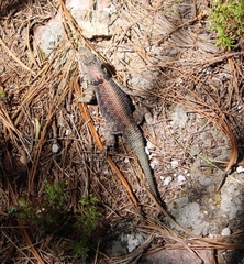 Sceloporus jarrovii