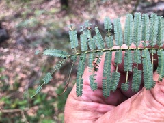 Acacia loroloba