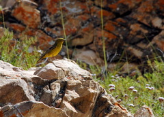 Sicalis olivascens