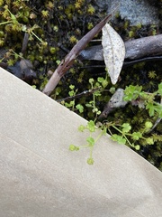 Hydrocotyle scutellifera