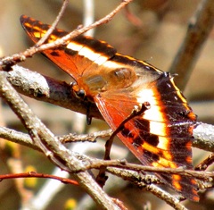 Charaxes druceanus
