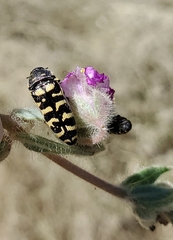 Acmaeodera alicia