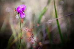 Drosera drummondii