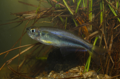 Blue tetra (Mimagoniates microlepis) — Characidae