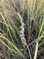 Spiranthes lacera