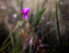 Drosera drummondii