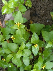 Calyptocarpus vialis