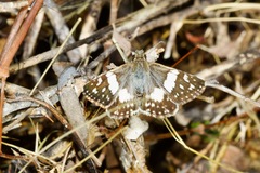 Heliopetes domicella