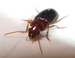 Trichotichnus vulpeculus