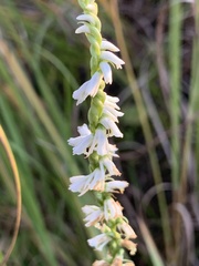 Spiranthes lacera