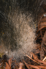 Phycomyces