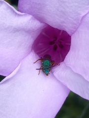 Cryptostegia madagascariensis