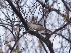 Lanius borealis