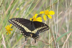 Papilio polyxenes asterius