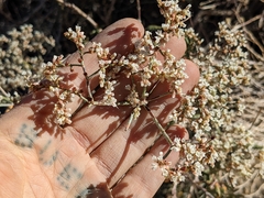 Eriogonum microtheca simpsonii