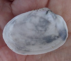Periploma planiusculum