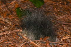 Phycomyces