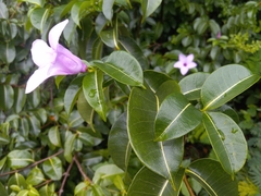 Cryptostegia madagascariensis