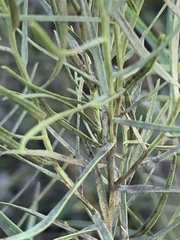 Euthamia gymnospermoides