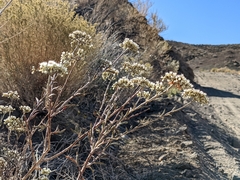 Eriogonum microtheca simpsonii