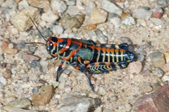 Dactylotum bicolor