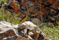 Sicalis olivascens