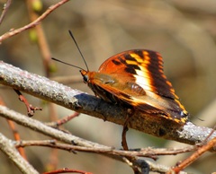 Charaxes druceanus